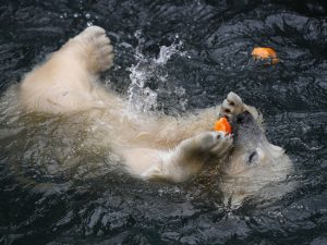 Хэллоуин в Новосибирском зоопарке: белых медведей накормили тыквами