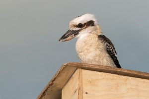 Смеющиеся птицы поселились в Новосибирском зоопарке