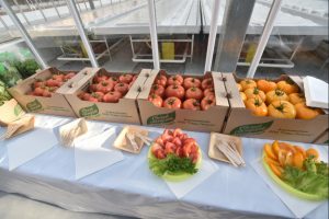 Новосибирцы будет обеспечены местными овощами
