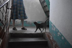Журналисты спасли кошачью семью из квартиры убитой отчимом Даши
