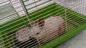 В Новосибирске трёхмесячного кролика в железной клетке выкинули на помойку