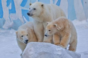 Белые медвежата из Новосибирского зоопарка празднуют день рождения