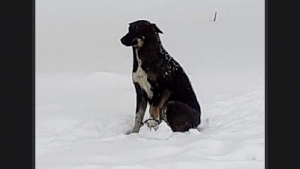 Жительница Новосибирска просит помочь поймать раненую собаку