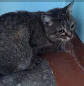 Кошка спаслась от холода в новосибирской электричке
