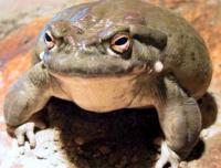 Украинцев "давит" жаба весом 250 кг