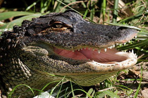 Крокодилы могут плавать, не шевеля лапами и хвостом.