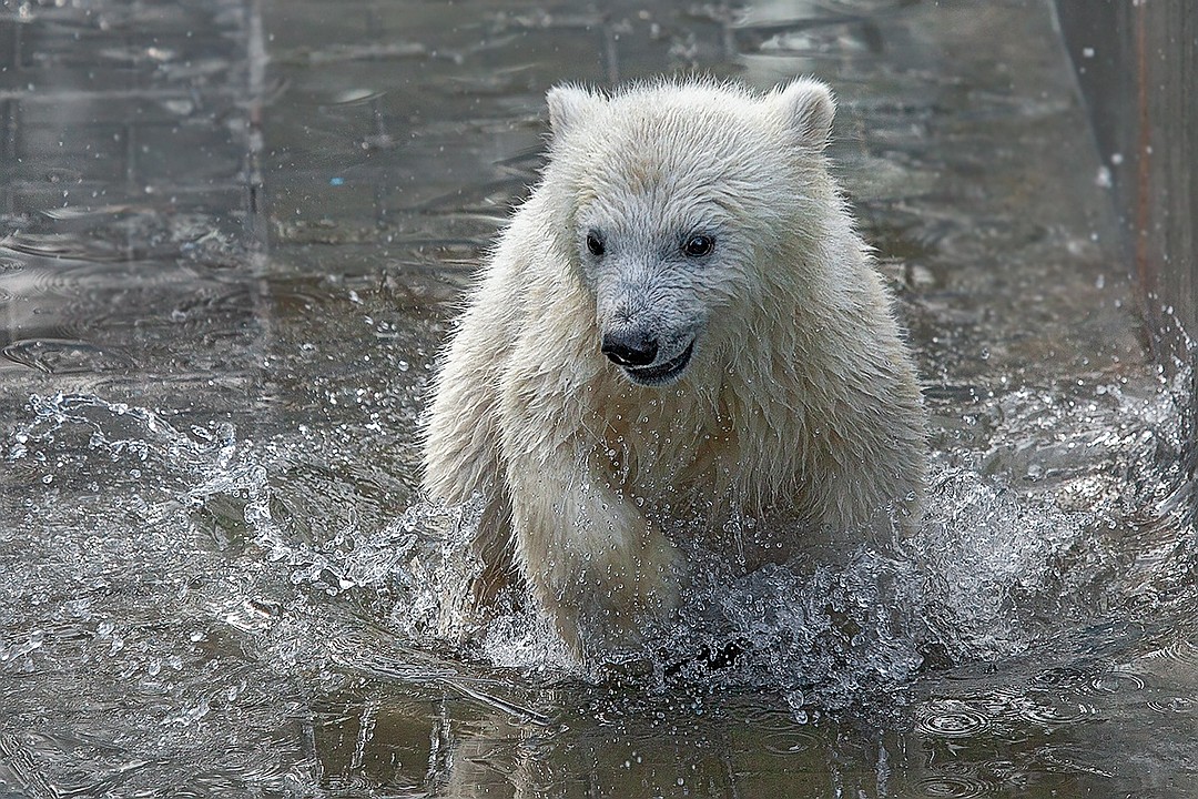 Медведь купается. Медвежонок купается. Белый медведь купается. Белый Медвежонок купается.