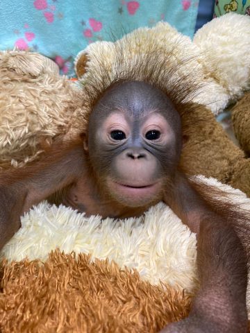 В Новосибирском зоопарке родился детёныш орангутанга