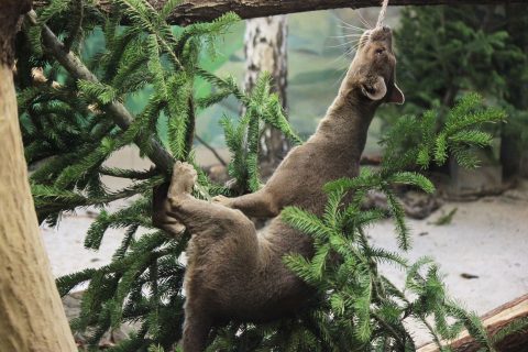 Непроданные елки и пихты подарили Новосибирскому зоопарку