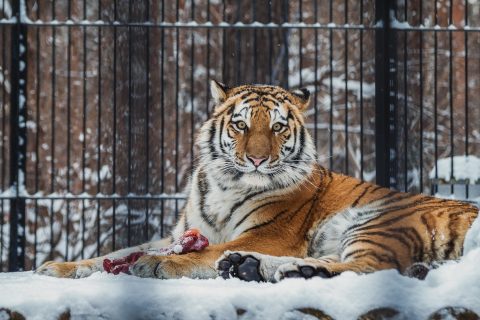 Новосибирский зоопарк приглашает посмотреть на обедающих тигров и капуцинов