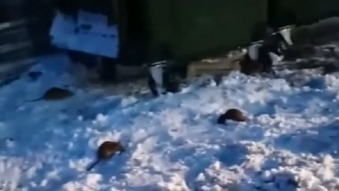 В Новосибирске крысы оккупировали улицу Степную