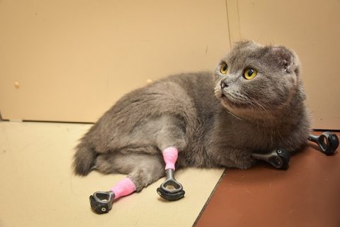 Новосибирский доктор поставил кошке протезы на все 4 лапы