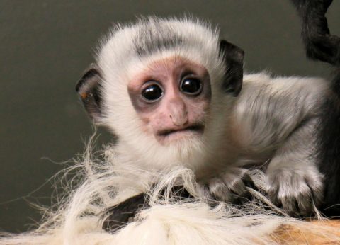 Белоснежная обезьянка родилась в Новосибирском зоопарке
