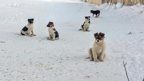 Пятеро щенков, найденных на морозе, ищут хозяев в Новосибирске