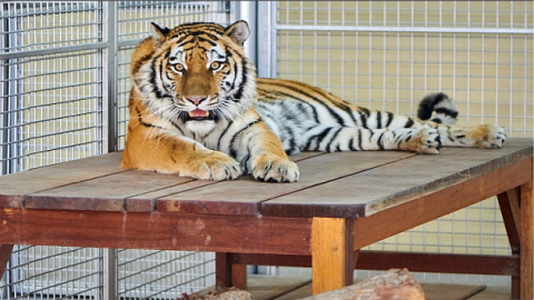 Амурская тигрица из Новосибирского зоопарка полетела в ОАЭ