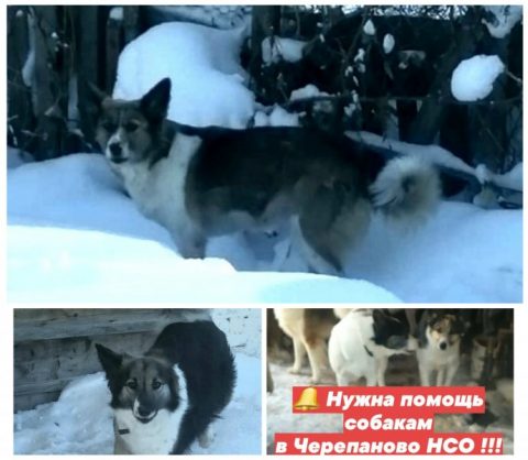 В Черепаново волонтеры просят забрать у бабушки 13 собак