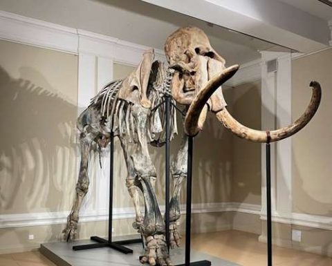 У скелета мамонта в краеведческом музее Новосибирска появилось имя