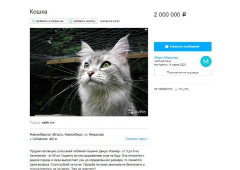 Усы кошки из Новосибирска стоят два миллиона рублей