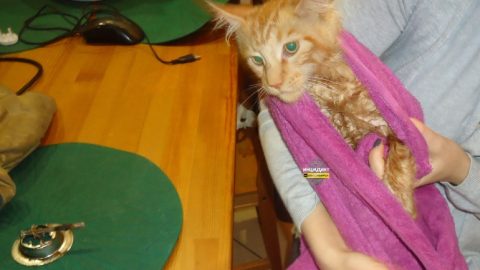 В Новосибирске рыжий кот застрял в раковине