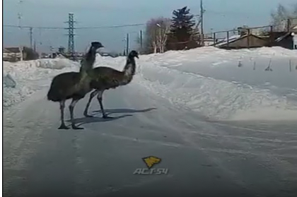 Под Новосибирском страусы гуляли по заснеженной дороге