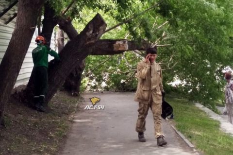 В Новосибирске ураган повалил деревья и остановку