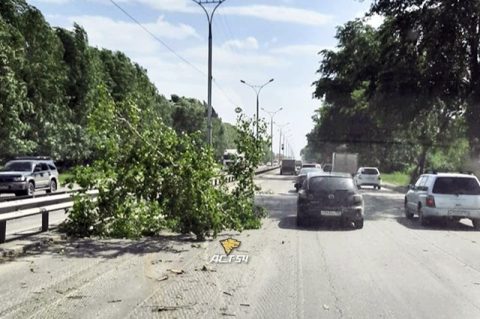 В Новосибирске ураган повалил деревья и остановку