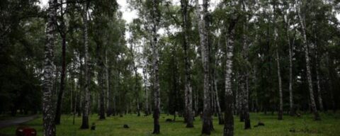 В «Березовой роще» Новосибирска вырубят 200 деревьев