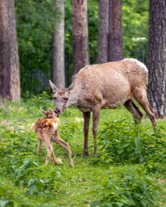 В новосибирском зоопарке родились оленята у алтайских маралов