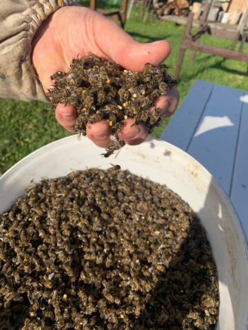 Пчелы массово гибнут под Новосибирском
