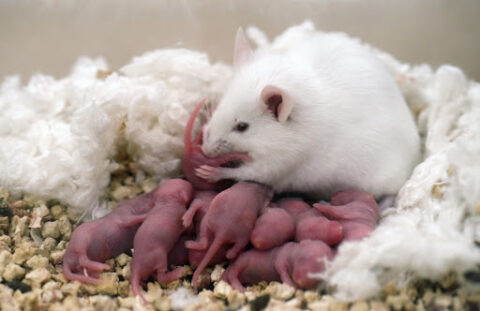В Новосибирске родились мыши для испытания вакцины от коронавируса