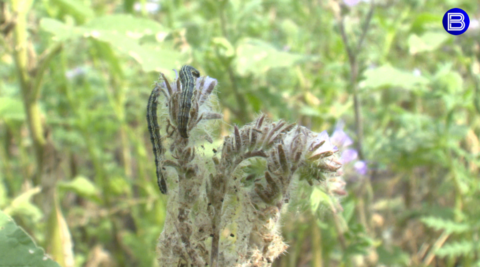 В пригороде Новосибирска расплодились прожорливые гусеницы