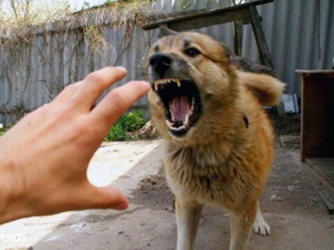 Новосибирский кинолог получит компенсацию за укус служебной собаки.