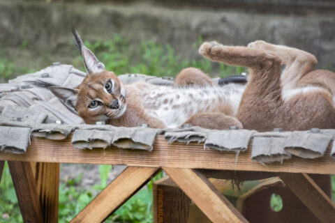 У питомцев Новосибирского зоопарка появились гамаки