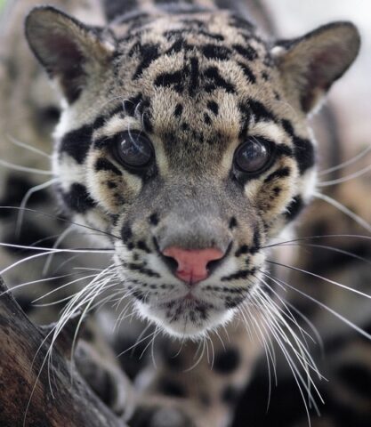 В Новосибирском зоопарке отметили день дымчатого леопарда