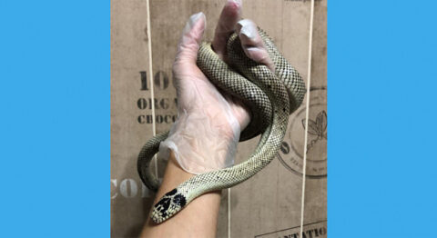 Житель Затулинки голыми руками поймал калифорнийскую королевскую змею