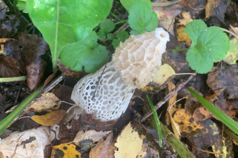 Необычный гриб нашли в лесу новосибирцы