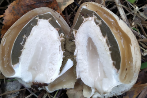 Необычный гриб нашли в лесу новосибирцы