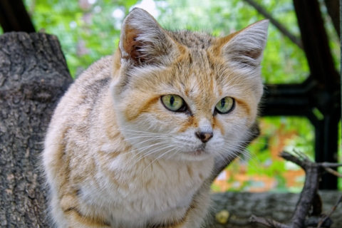 Невеста барханного кота прибыла в Новосибирский зоопарк из Франции