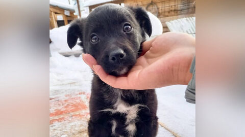 В Новосибирске женщина выбросила щенка на улицу