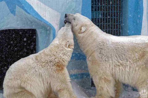 В Новосибирском зоопарке вновь воссоединилась медвежья семья