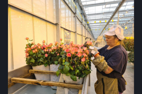 В цветочных магазинах будут продавать новосибирские розы