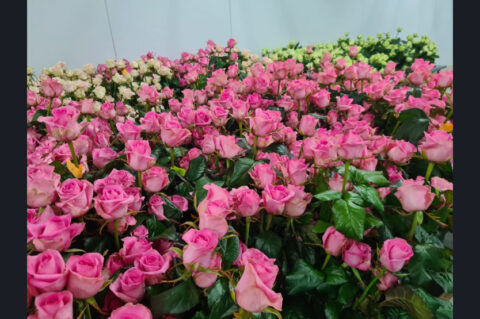 В цветочных магазинах будут продавать новосибирские розы