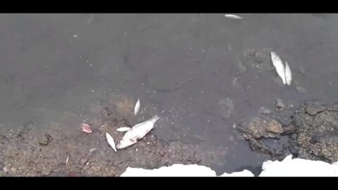 В реке под Новосибирском произошел мор рыбы