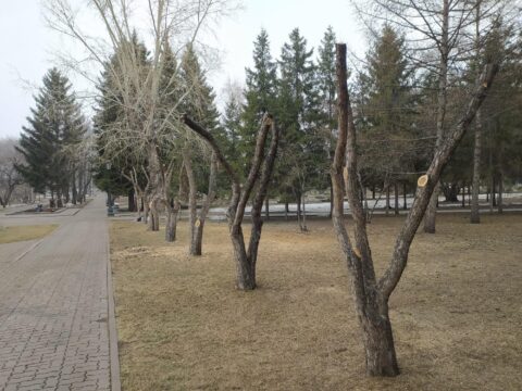 В Первомайском сквере Новосибирска обкромсали деревья