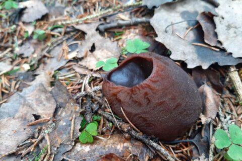 Редкий гриб нашли в лесу под Новосибирском