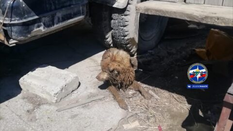 Из выгребной ямы спасли собаку в Новосибирске