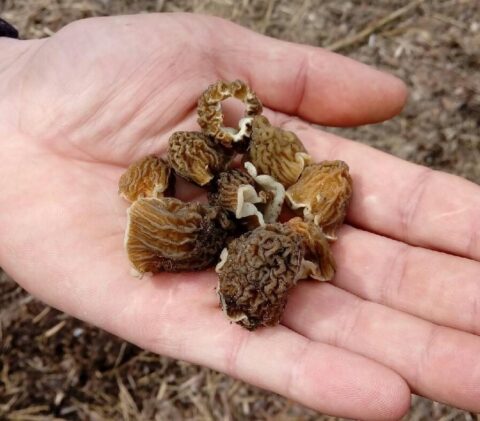 В Новосибирской области открыли грибной сезон