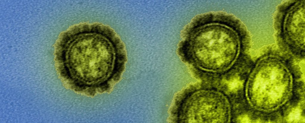 Два штамма вируса человеческого гриппа могут исчезнуть