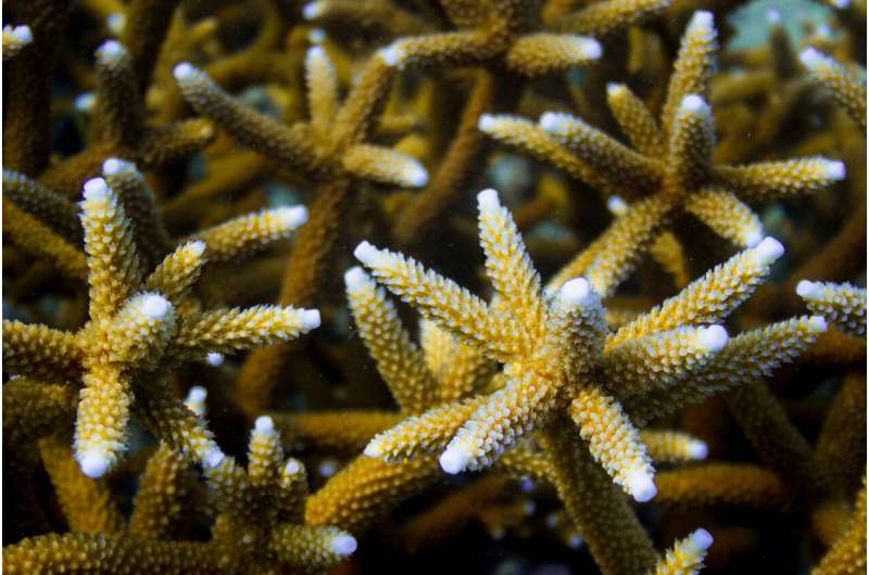 Коралловые рифы Флориды не спасаются с севера
