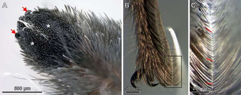 Неожиданное открытие паучьих волос может вдохновить на создание более сильных клеев